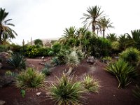 Oasis Park Fuerteventura DekaDeEs  (231)  OASIS PARK Fuerteventura 2016 fot. DeKaDeEs/Kroniki Poznania © ®